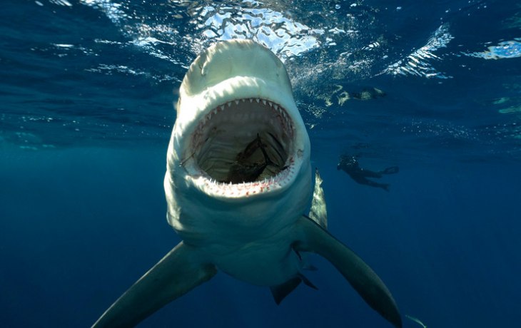 В Египте акула насмерть загрызла туристку. Как трагедия отразилась на работе курорта