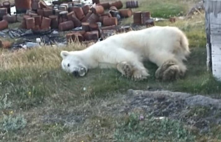 Спецоперация по спасению мишки. Как всем миром косолапого освобождают от застрявшей в пасти банки